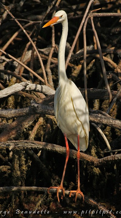 2009-01-11 14-35-53__MG_2694.JPG